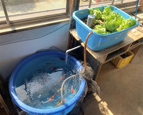 水生 植物 養魚|アクアポニックスで水換え回数は減るのか｜育てられ 